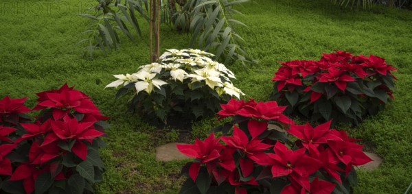 Red and white blossoms of poinsettia, flower, (Euphorbia pucherrima) Greenhouse, Wilhelma, Zoological-Botanical Garden, Stuttgart, Baden-WÃ¼rttemberg, Germany