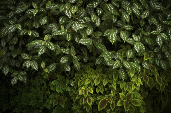 Leaves of the cannon flower (Pilea cadierei, above and Pilea invcolucrata below) Greenhouse, Wilhelma, Zoological-Botanical Garden, Stuttgart, Baden-WÃ¼rttemberg, Germany