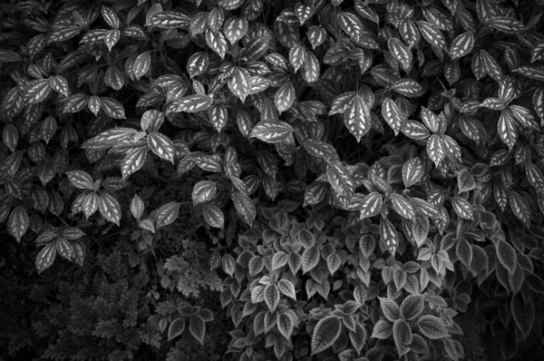 Leaves of the cannon flower (Pilea cadierei, above and Pilea invcolucrata below) Greenhouse, Wilhelma, Zoological-Botanical Garden, black and white, Stuttgart, Baden-WÃ¼rttemberg, Germany