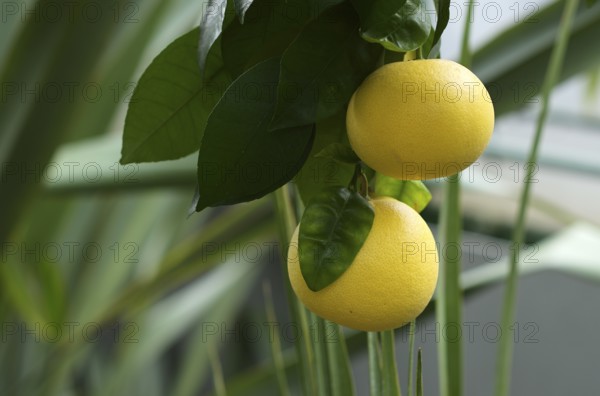 Fruit of the grapefruit (Citrus paradisi) on a tree, greenhouse, Wilhelma, Zoological-Botanical Garden, Stuttgart, Baden-WÃ¼rttemberg, Germany