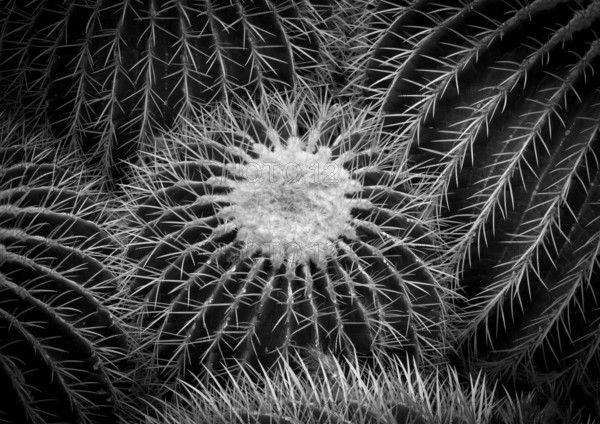 Golden globe cactus (Giant Barrel Cactus platyacanthus) also mother-in-law cactus, cactus house, greenhouse, Wilhelma, Zoological-Botanical Garden, black and white, graphic, abstract, Stuttgart, Baden-WÃ¼rttemberg, Germany