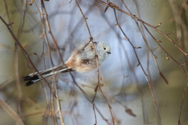 A White-headed Bushtit (Aegithalos caudatus) of the white-headed subspecies foraging in a birch tree, Germany