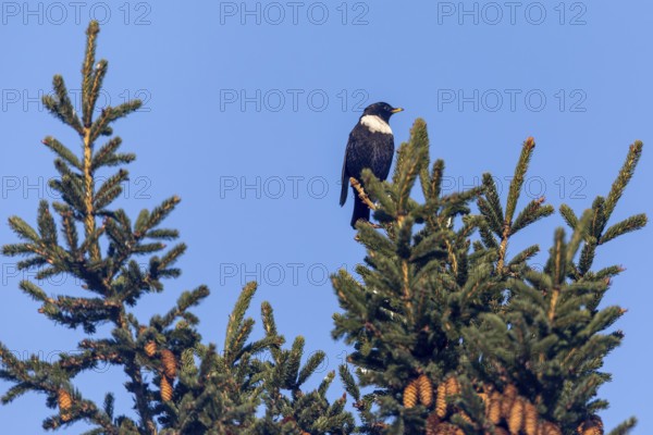 The observation of a male ring ouzel (Turdus torquatus) in Denmark is a big surprise for me, perching station, Denmark