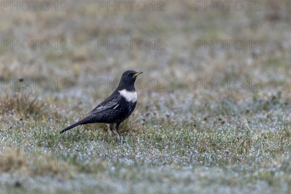 The ring ouzel (Turdus torquatus) is a rare songbird in Europe, I was able to photograph this male in Denmark, Denmark