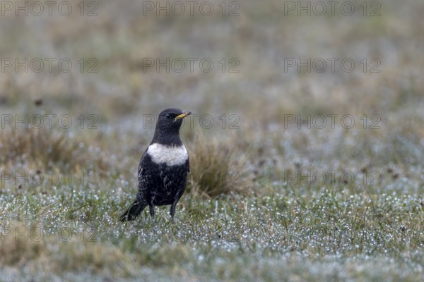 A ring ouzel (Turdus torquatus) searches for food in a meadow, Denmark