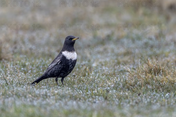 During their spring migration, ring ouzels (Turdus torquatus) can be easily observed on the Danish North Sea coast, Denmark