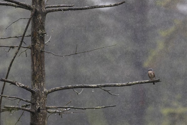 The male red-backed shrike (Lanius collurio) obviously doesn't seem to like the rain shower, soaking wet, Denmark