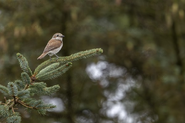 A red-backed shrike (Lanius collurio) that fledged a few days ago uses its parents' breeding territory as a hunting ground, young bird, Denmark