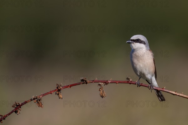 Red-backed shrike (Lanius collurio) Male uses a bramble vine as a perch, hunting lodge, Germany