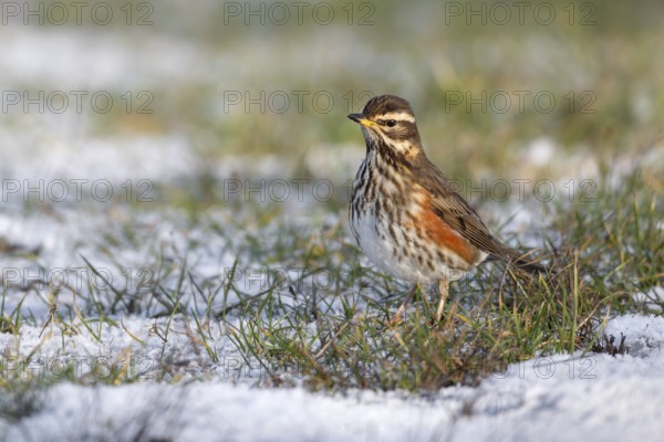 A redwing (Turdus iliacus) searches for food in a lightly snow-covered meadow, winter, Germany