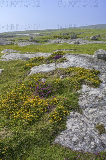 Blooming broom and granite rock, Roundstone, County Galway, Ireland