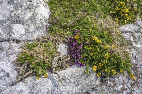 Blooming broom and granite rock, Roundstone, County Galway, Ireland