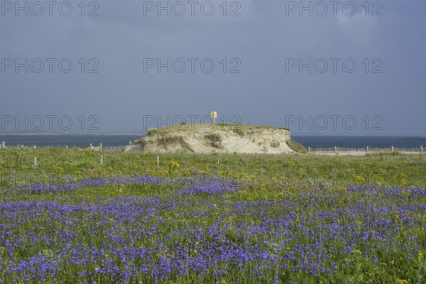 Blue bluebells and sand dune at Gurteen Beach, Roundstone, County Galway, Ireland