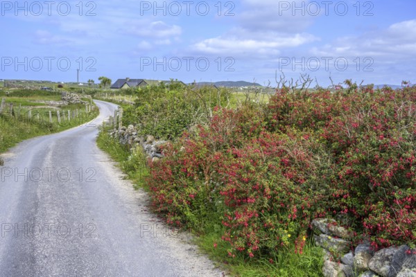 Fuchsia hedges on Omey Island, Cloon, Sillerna, County Galway, Ireland