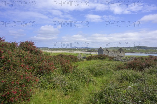 Fuchsia hedges and house ruins on Omey Island, Cloon, Sillerna, County Galway, Ireland