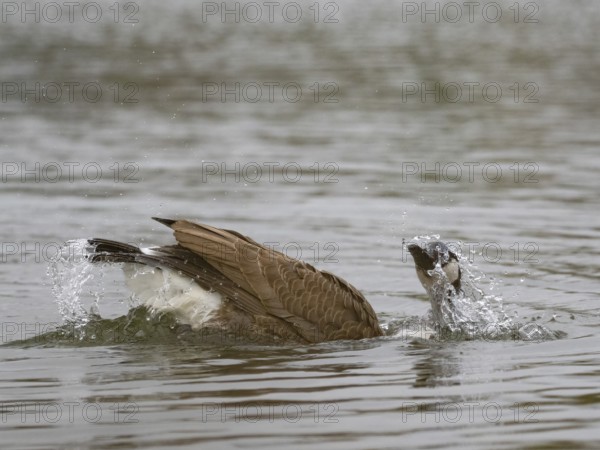 A Canada goose bathing, Ãœmminger See, Bochum, North Rhine-Westphalia, Germany