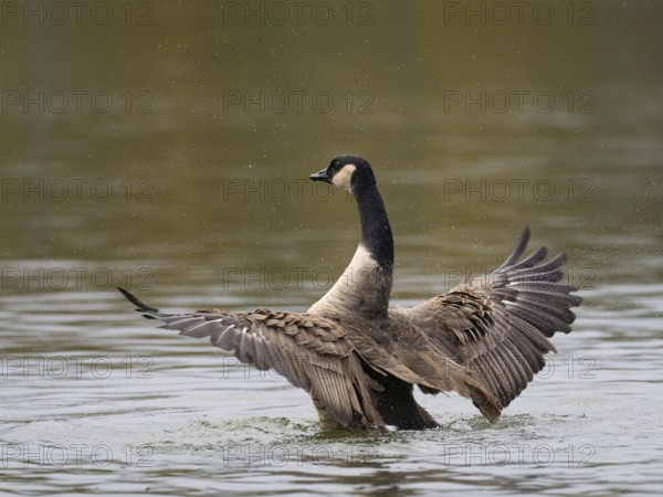 A Canada goose flaps its wings after plumage care, Ãœmminger See, Bochum, North Rhine-Westphalia, Germany
