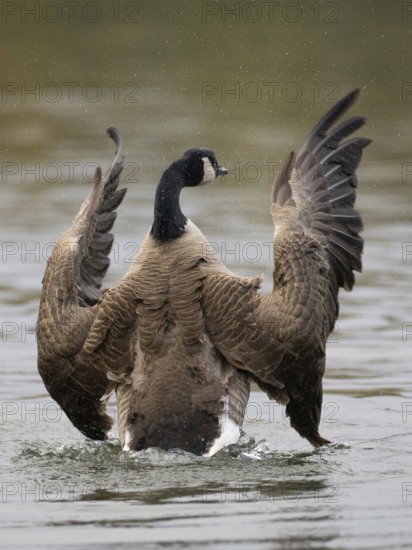 A Canada goose flaps its wings after plumage care, Ãœmminger See, Bochum, North Rhine-Westphalia, Germany