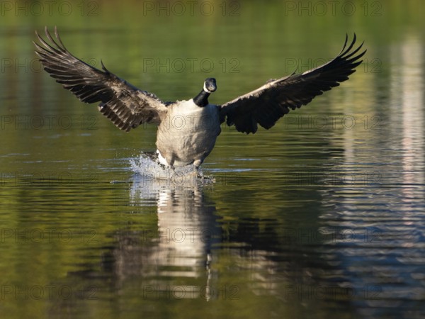 A Canada goose landing, Ãœmminger See, Bochum, North Rhine-Westphalia, Germany