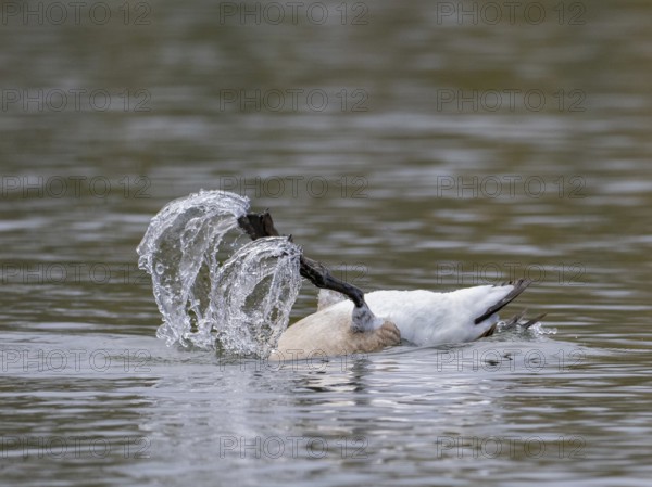 A Canada goose at a somersault tree, Ãœmminger See, Bochum, North Rhine-Westphalia, Germany