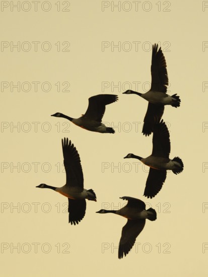 Canada geese at sunset, Ãœmminger See, Bochum, North Rhine-Westphalia, Germany