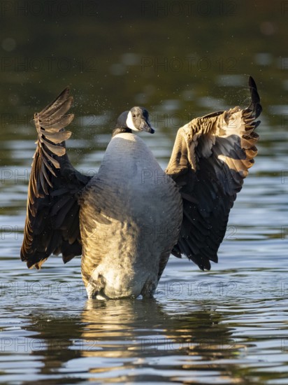A Canada goose beats with its wings, Ãœmminger See, Bochum, North Rhine-Westphalia, Germany