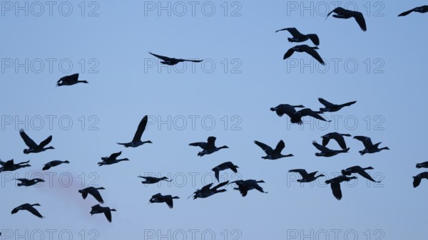 Canada geese in blue sky, Ãœmminger See, Bochum, North Rhine-Westphalia, Germany