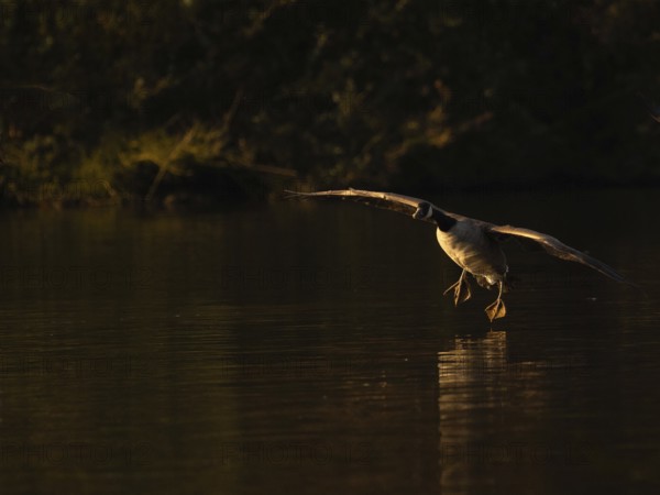 A Canada goose landing at sunset, Ãœmminger See, Bochum, North Rhine-Westphalia, Germany