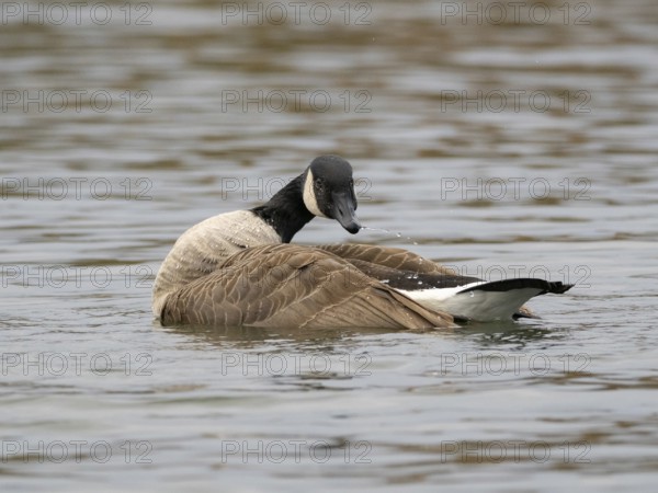 A Canada goose bathing A Canada goose, Ãœmminger See, Bochum, North Rhine-Westphalia, Germany