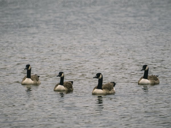 Canada Geese, Ãœmminger See, Bochum, North Rhine-Westphalia, Germany