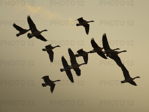 Canada geese at sunset, Ãœmminger See, Bochum, North Rhine-Westphalia, Germany