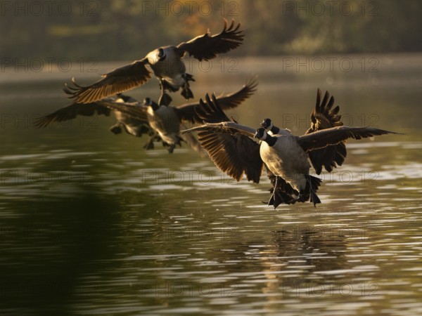 A squad of Canada geese landing at sunset, Ãœmminger See, Bochum, North Rhine-Westphalia, Germany