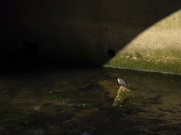 A dipper sits in a stream, HÃ¶nnetal, Sauerland, North Rhine-Westphalia, Germany