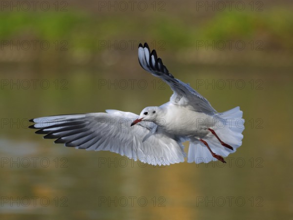 A black-headed gull in flight, North Rhine-Westphalia, Germany