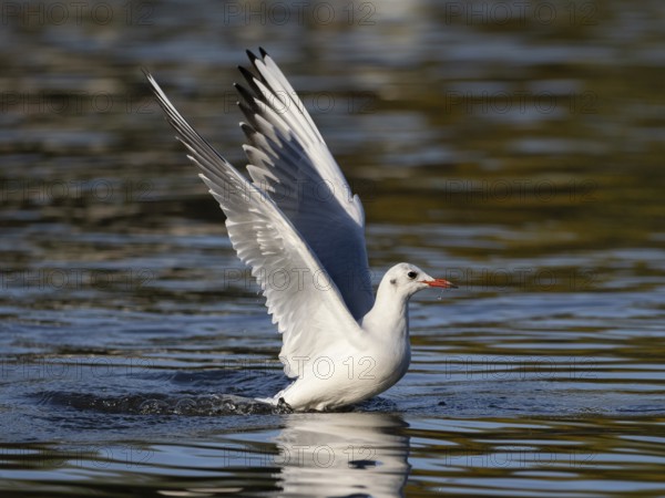 A black-headed gull taking off, North Rhine-Westphalia, Germany