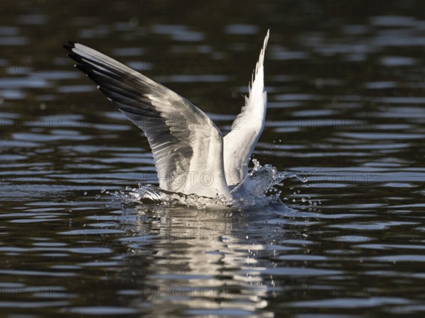 A black-headed gull dives into water, North Rhine-Westphalia, Germany