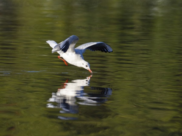 A black-headed gull just in front of diving into water, North Rhine-Westphalia, Germany