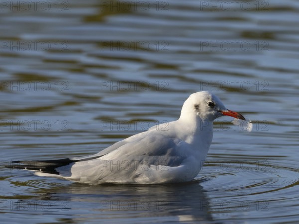 A black-headed gull with a feather in its beak, North Rhine-Westphalia, Germany