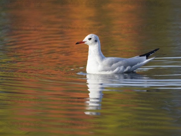 A black-headed gull reflected in water, North Rhine-Westphalia, Germany