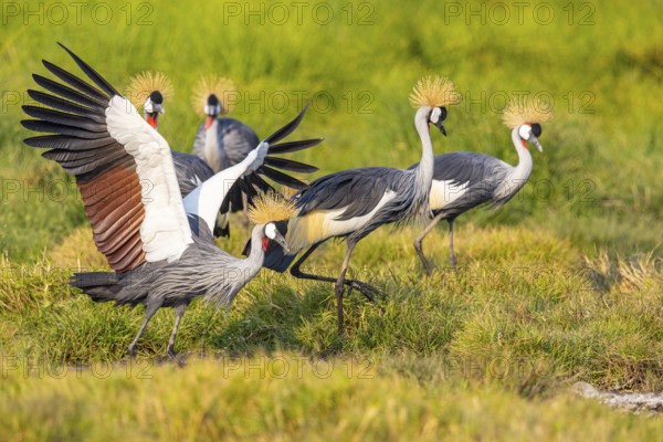 Crowned Crane (Balearica regulorum) courtship behavier South Luangwa NP Zambia August