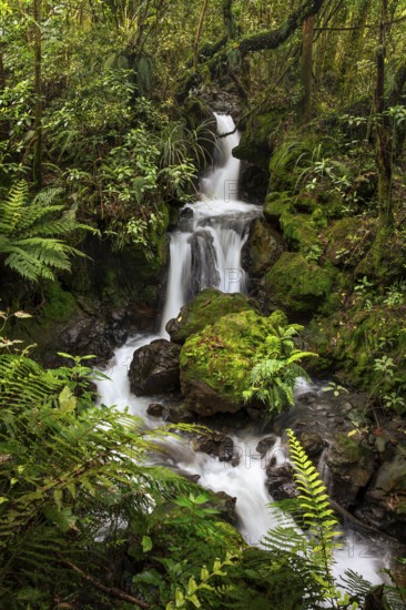 Ketetahi Falls waterfall in the forest, with rocks and ferns. Tongariro National Park, North Island, New Zealand