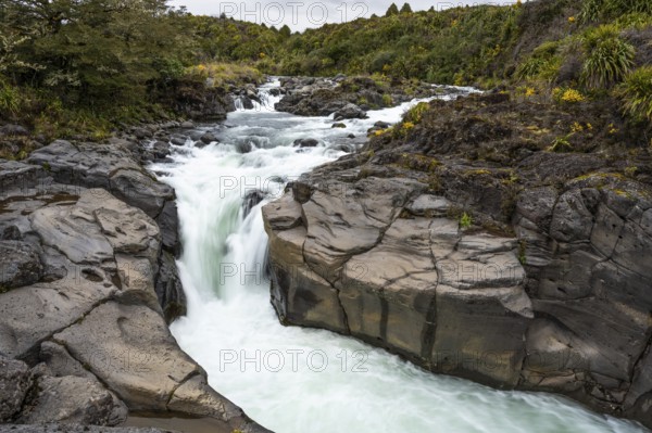 Whakapananui Stream and Mahuia Rapids, river and waterfall. Tongariro National Park, North Island, New Zealand