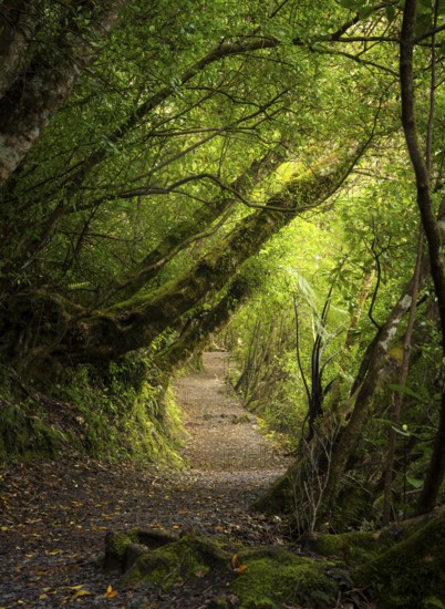 Hiking trail in the forest near Lake Rotopounamu. Waikato Region, North Island, New Zealand