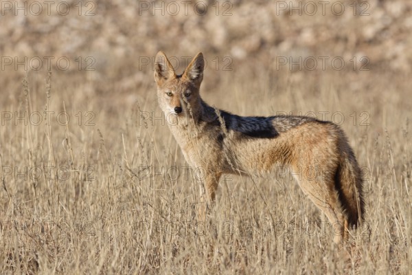 Black-backed jackal (Lupulella mesomelas), adult, standing in tall dry grass, looking at camera, alert, animal portrait, Kgalagadi Transfrontier Park, Northern Cape, South Africa