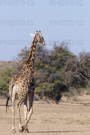 South African giraffe (Giraffa camelopardalis giraffa), adult male, walking in the dry Auob riverbed, Kgalagadi Transfrontier Park, Northern Cape, South Africa