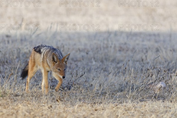 Black-backed jackal (Lupulella mesomelas), walking in the dry grass, savanna, Kgalagadi Transfrontier Park, Northern Cape, South Africa