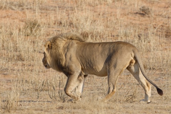 African lion (Panthera leo), adult male walking in dry grass, savanna, Kgalagadi Transfrontier Park, Northern Cape, South Africa