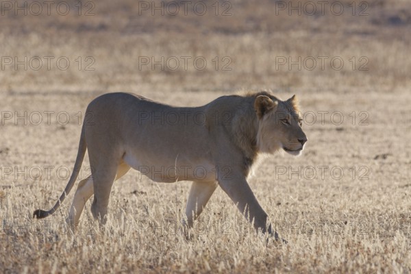African lion (Panthera leo), adult male, walking in the grass of the dry Auob riverbed, backlit, Kgalagadi Transfrontier Park, Northern Cape, South Africa