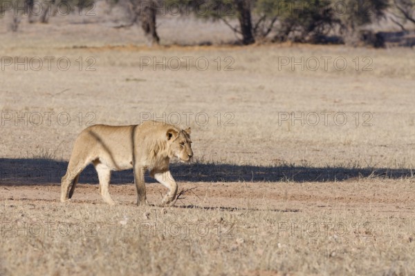African lion (Panthera leo), adult male, walking in the grass of the dry Auob riverbed, Kgalagadi Transfrontier Park, Northern Cape, South Africa