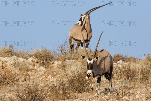 Gemsboks (Oryx gazella), two adults on a rocky ridge, one looking around, the other going down the ridge, Kgalagadi Transfrontier Park, Northern Cape, South Africa
